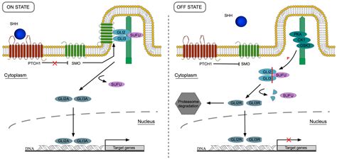 JDB | Free Full-Text | Canonical Sonic Hedgehog Signaling in Early Lung Development