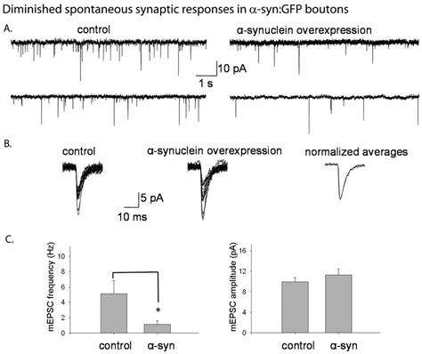 Diminished spontaneous synaptic responses in DIV-21 human α-synuclein ...