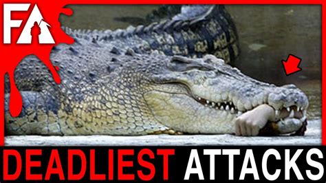 Deadliest Animal Attacks MARATHON! (Sharks, Bears, Crocodiles, Chimps ...