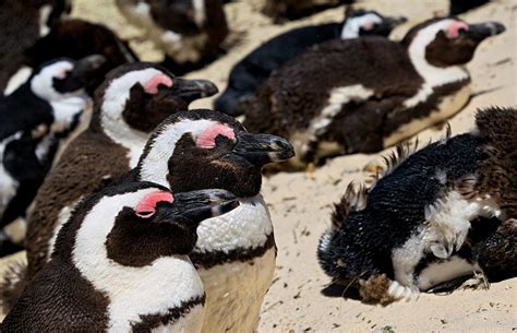 African Penguin Habitat