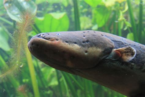 CENTRAL LIBRARY, NEIGRIHMS: New electric eel species packs most ...