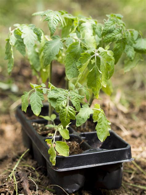 8 Essential Tips for Growing Cherry Tomatoes in Pots - Cultivating Green Spaces