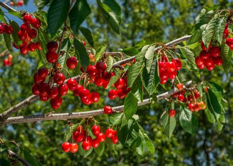 Where to plant a cherry tree 🍒 🌱 Finding the ideal spot in your yard