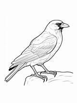 Crow coloring Page sketch template