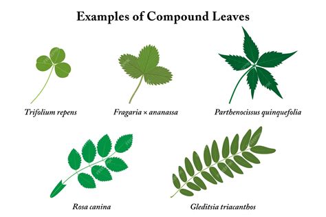 Premium Vector | Examples of compound leaves with names green leaves isolated on white background