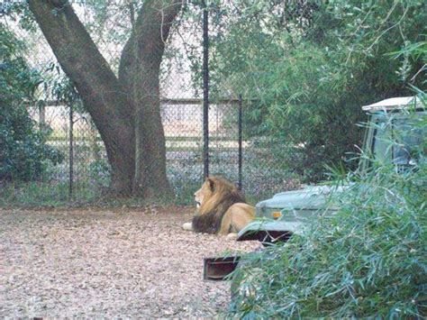 Alexandria Zoological Park | Alexandria, Park, Alexandria louisiana