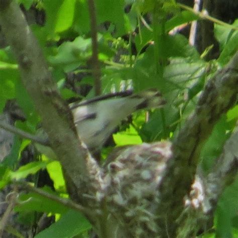 female Cerulean Warbler at the nest | Susquehanna State Park… | Flickr