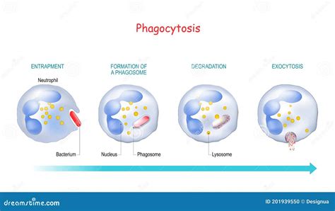 Phagocytosis Animation