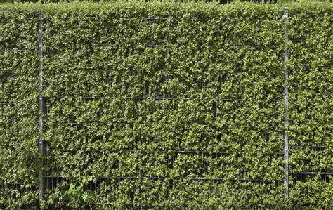 Fast Growing Hedges for Privacy - a Full Guide | Gardening Tips