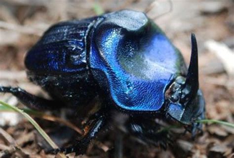 Scarab Neetle | Beetle insect, Insects, Beetle