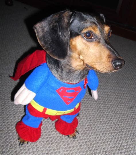 best superman costume outfit ever :) Doxie, Dachshunds, Funny Superman ...