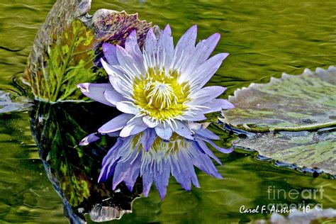 Purple Water Lily Pond Flower Wall Decor Photograph by Carol F Austin - Fine Art America