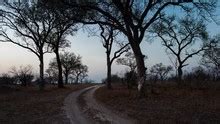 A Winding Dirt Road In A Game Park Free Stock Photo - Public Domain ...