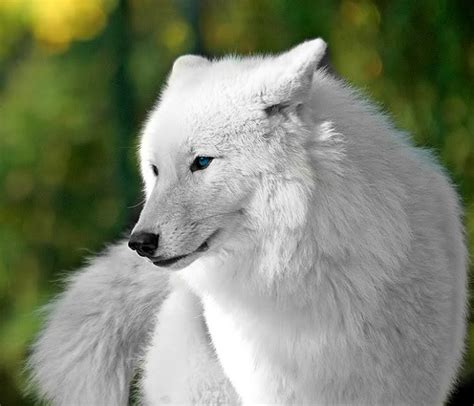 Beautiful White Wolf - Wolves Photo (32683888) - Fanpop