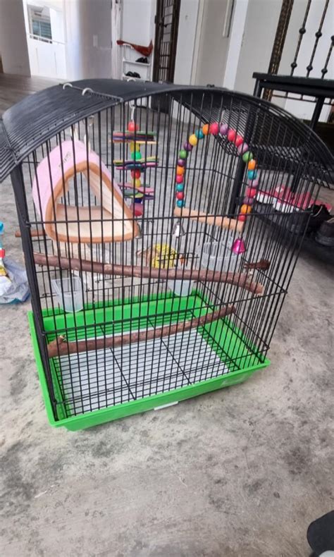 Budgie bird cage, Pet Supplies, Homes & Other Pet Accessories on Carousell