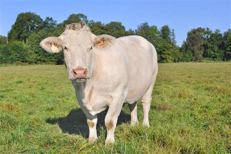 Charolais Cow Stock Photography - Image: 26721622