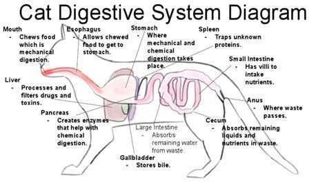 Monogastric Diagram PDF | PDF