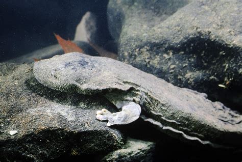 Hellbender Salamander Photograph by Robert Noonan - Fine Art America