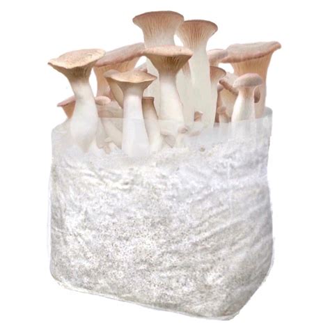 Organic King Trumpet Fruiting Block | Mushroom Growing Kit – North Spore