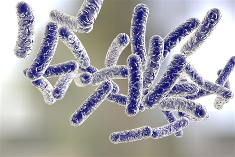 Legionella pneumophila: symptoms | transferability | L&R Prevent and Protect