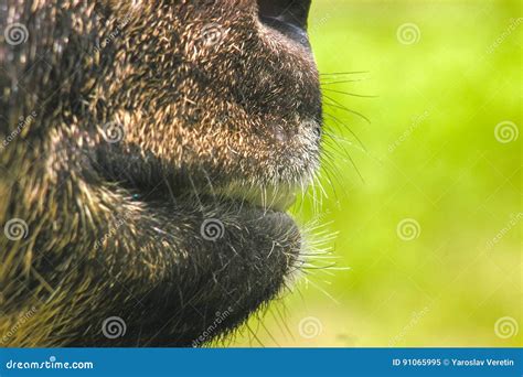 Close up mouth of goat stock image. Image of mouth, laugh - 91065995