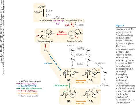 Gibberellin metabolism and its regulation. | Semantic Scholar