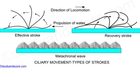 Paramecium: General Characters, Locomotion and Nutrition | Study&Score