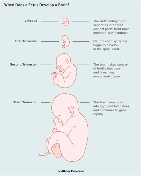 Brain Development In Womb