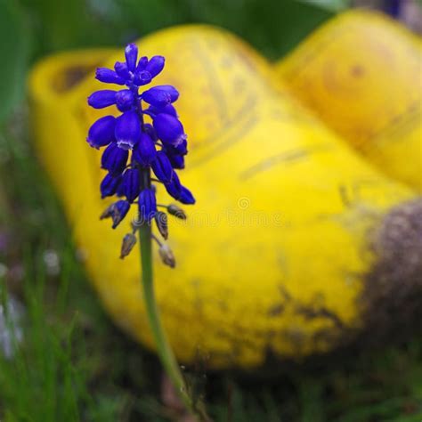 Blue Muscari and Yellow Clogs Stock Image - Image of blue, outdoor ...