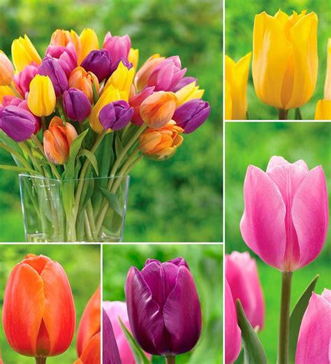 Bright Tulip Bulb Collection, 25 bulbs each of 4 varieties | Wind and Weather