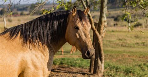 10 Famous Medieval War Horse Breeds