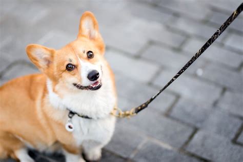 How to Train a Corgi: Corgi Puppy Training Timeline – American Kennel Club