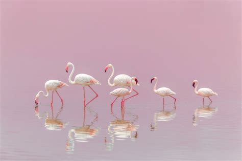 Download Reflection Bird Animal Flamingo HD Wallpaper