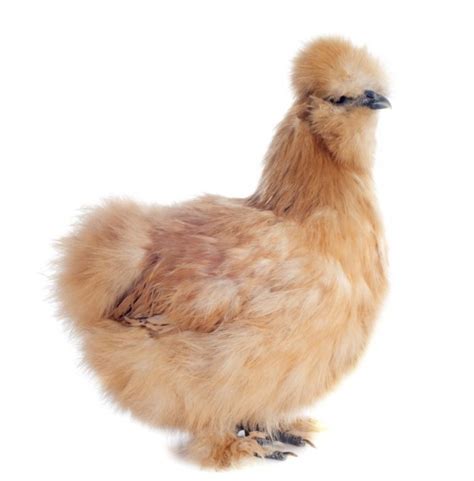 Buff Silkie Bantam Day-Old Baby Chicks | Chickens For Backyards