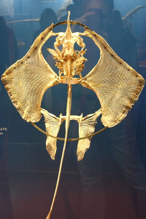 Manta ray skeleton | Animal skeletons, Animal bones, Manta ray