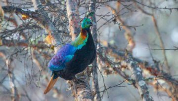 Birds of Sagarmatha National Park and its Buffer Zone - Wonders of Nepal