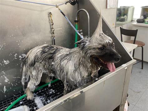 Enjoying the Groomers : r/Keeshond