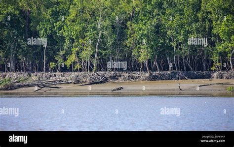 Sundarbans, Bangladesh: A saltwater crocodile sunbathing at Sundarban ...