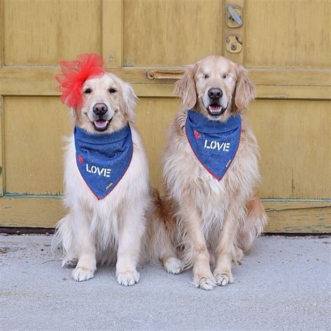 Love ️ #goldenretriever #love #valentinesday | Golden retriever, Animals, Pets