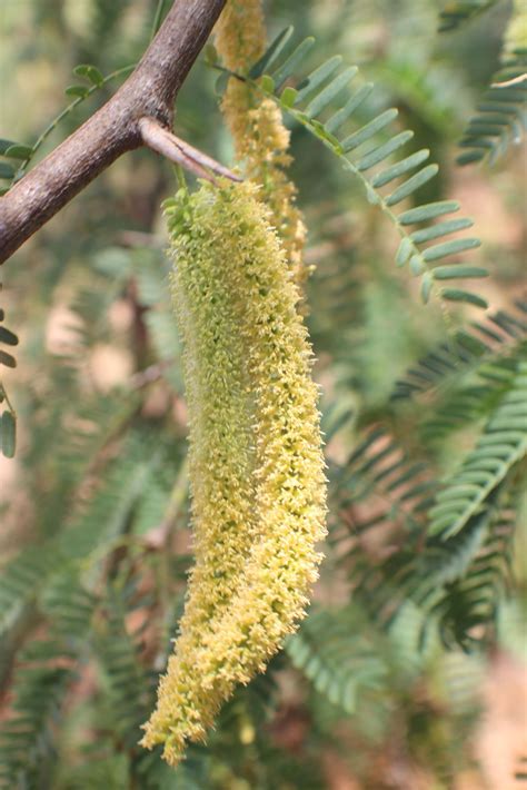 Prosopis juliflora (Sw.) DC. | Plants of the World Online | Kew Science