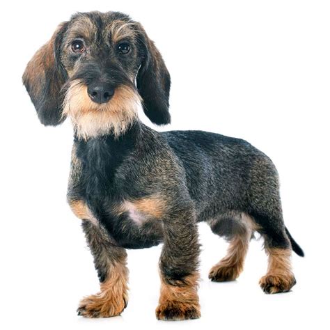 Wire Haired Dachshund Yorkie Mix