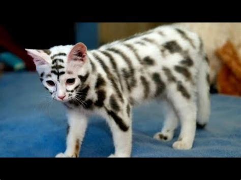 15 very expensive and rare cat breeds - YouTube