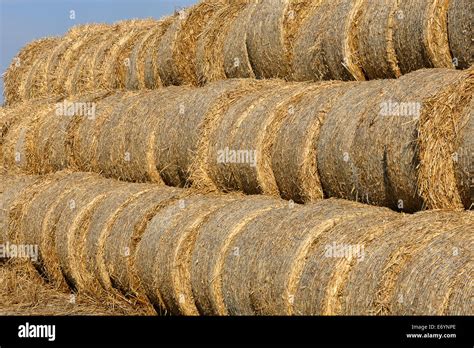 Hay bail harvesting in a field landscape Stock Photo - Alamy