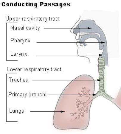 Glossopharyngeal Nerve | Definition, Function & Test - Lesson | Study.com