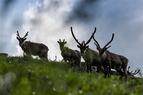 The delicate art of stabilizing Yukon’s Fortymile caribou herd | The ...