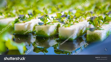 Hydroponics Vegetables Including Several Types Lettuce Stock Photo ...