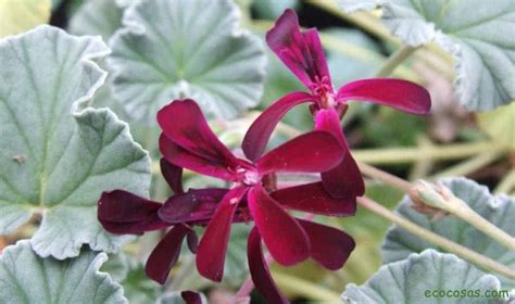 Pelargonium Sidoides. Para qué sirve el umckaloabo, kaloba