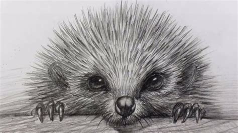 How To Draw A Hedgehog | Easy Pencil Drawing | Pencil Sketching #5 ...