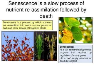 ROLE OF CYTOKININS IN RETARDING LEAF SENESCENCE | PPT