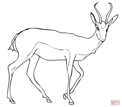 Springbok Antelope coloring page | Free Printable Coloring Pages